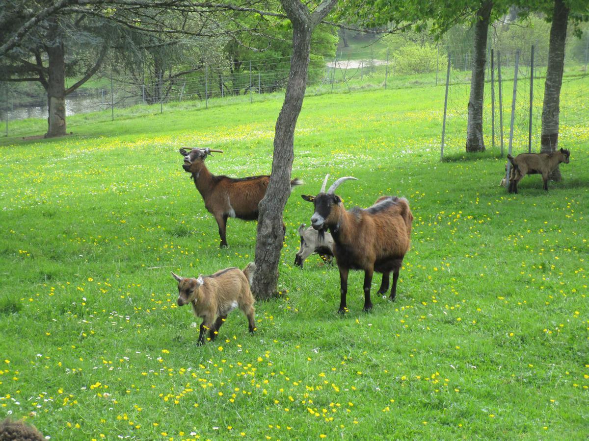 Le Bourgneuf * Fresnay-sur-Sarthe